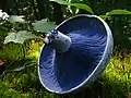 Lactarius indigo