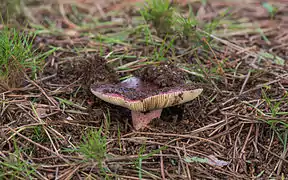 Lactarius rufus, un des champignons les plus «&nbsp;chauds&nbsp;».