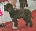 Lagotto marron