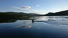 Sous un ciel clair en soirée la silhouette d'un renne qui nage dans le Laisälven
