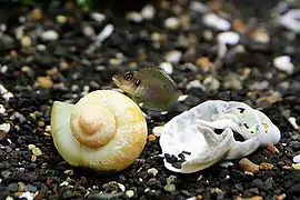 Femelle sur sa coquille, variété « gold/orange ».