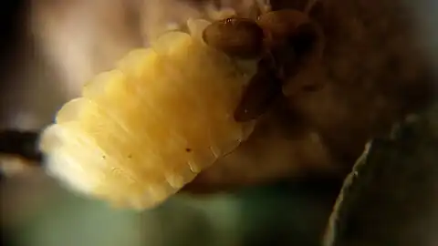 Le coléoptère de gauche, avec éclairage artificiel.