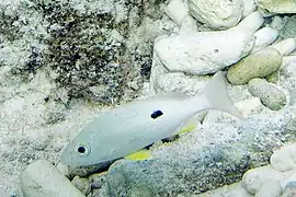 Lutjanus synagris