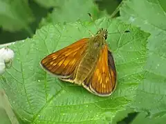 Vue du dessus d'une femelle