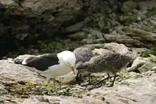 Goélands dominicains (Larus dominicanus)