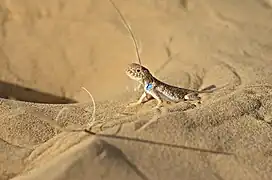 Bufoniceps laungwalaensis.