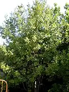 Laurus azorica