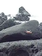 Grapsus grapsus, île Santa Cruz.