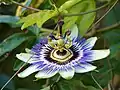 Zoom sur une fleur du jardin médiéval