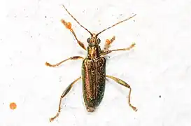 Donacia palmata.