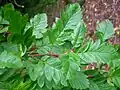 Sorbus pseudofennica (feuilles).