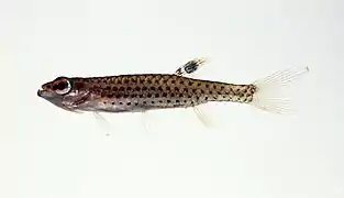 Copella sp.