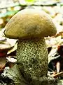 photo de Leccinum carpini