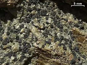 Lecidea laboriosa&nbsp;(en), endolithe dont seules sont visibles les apothécies noires suivant des lignes de rupture de la roche.