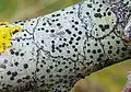 Lecidella elaeochroma