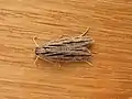 Leistarcha scitissimella