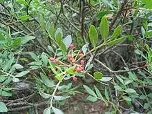 Pistachier lentisque