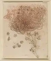 Dessin d'une plante aux multiples fines feuilles.
