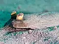 Île de Lembeh, Indonésie