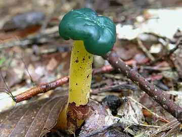 Sous-taxon viscosa.