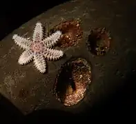 Certaines étoiles de mer aberrantes comme Leptasterias aequalis ont 6 bras, mais cette symétrie est secondaire.