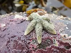 Leptasterias muelleri