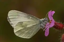 DismorphiinaeLeptidea juvernica