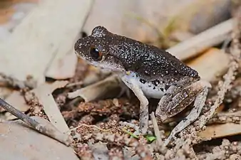 Leptobrachella fuliginosa