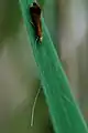 Leptocerus interruptus (Leptoceridae)