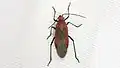 Leptocoris vicinus, Taïwan.