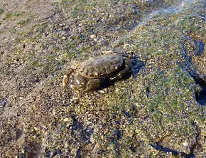 Leptodius sanguineus