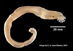 Leptosynapta tenuis
