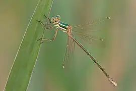 Lestes barbarus
