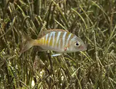 Lethrinus mahsena