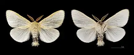 Le Liparis du saule ♂ Crest-Voland - MHNT