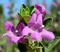 fleurs de Leucophyllum frutescens