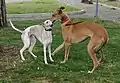 Whippet (♂) et greyhound (♂).