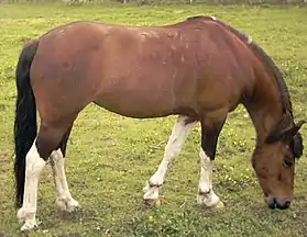 Image illustrative de l’article Lewitzer