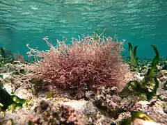 Liagora sp.