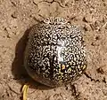 Libyaspis sp., Afrique du Sud