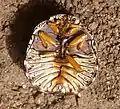 Libyaspis sp., face ventrale montrant les sillons sur les segments abdominaux caractéristiques de cette famille