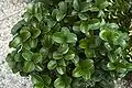 Feuilles de la variété Ligustrum japonicum var. rotundifolium