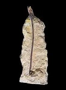 Liliocrinus polydactylus Muséum de Toulouse