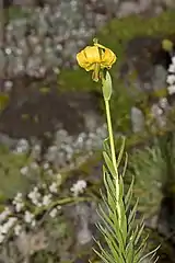 Lilium pyrenaicum
