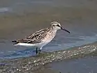 Bécasseau falcinelle