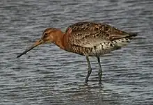 Photo montrant un oiseau de couleur rousse, les pattes dans l'eau.