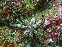 Linckia columbiae