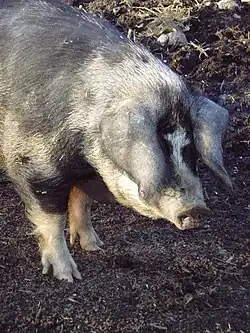 Image illustrative de l’article L'Heure du wub