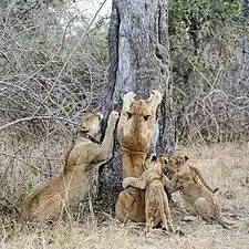 Lionnes aiguisant leurs griffes, les jeunes les imitant, dans le South Luangwa National Park&nbsp;(en), en Zambie. Juillet 2023.