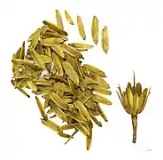 Samare de tulipier de Virginie, Liriodendron tulipifera, (Magnoliaceae)